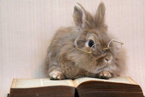 Rabbit reading a book